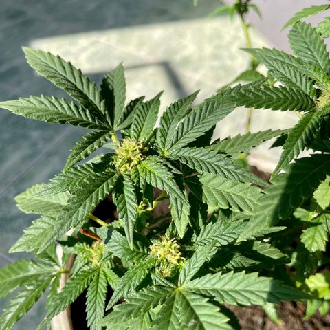 Biscotti Mintz growlog photo: Cogollos con resina y engordando!🤩