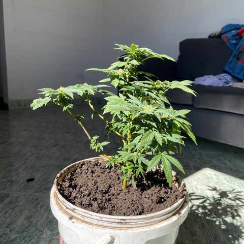 Biscotti Mintz growlog photo: Cogollos creciendo y mucha resina.
  Aplicación de 1,5 litros de agua
Y tritón 50gramos 