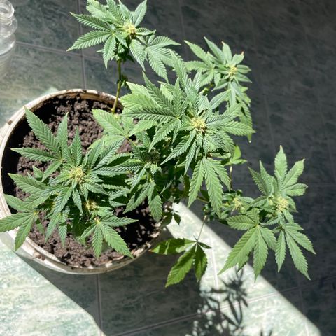Biscotti Mintz growlog timeline photo