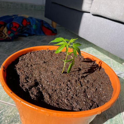 Tropicana Cookies Purple growlog photo