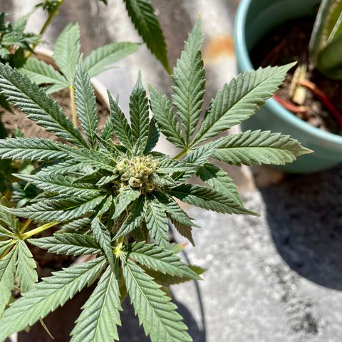 Biscotti Mintz growlog timeline photo