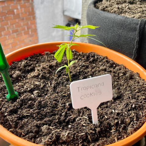 Tropicana Cookies Purple growlog photo
