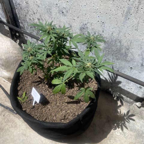 Biscotti Mintz growlog timeline photo