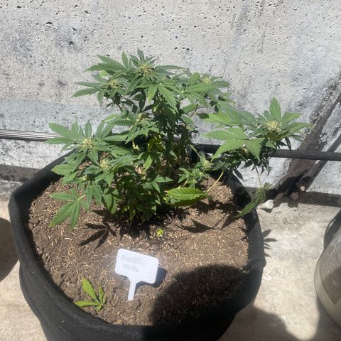 Biscotti Mintz growlog timeline photo