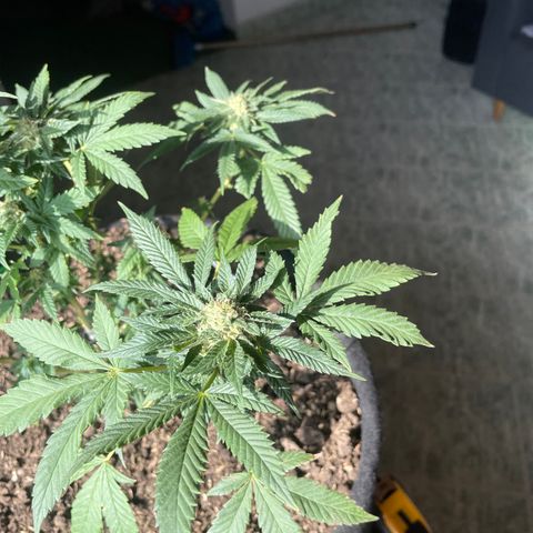Biscotti Mintz growlog timeline photo