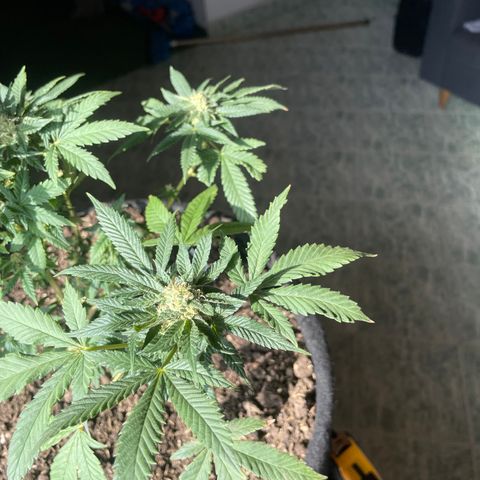 Biscotti Mintz growlog timeline photo