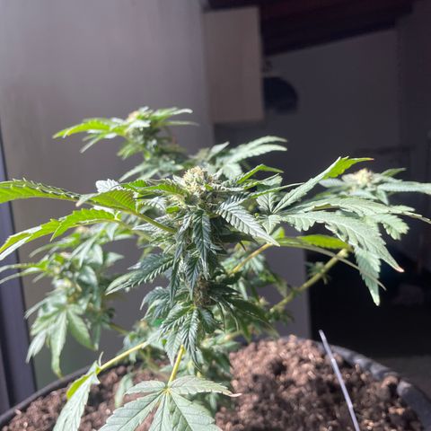 Biscotti Mintz growlog timeline photo