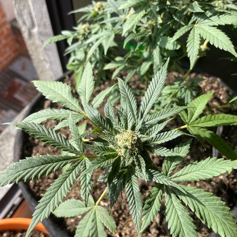 Biscotti Mintz growlog timeline photo