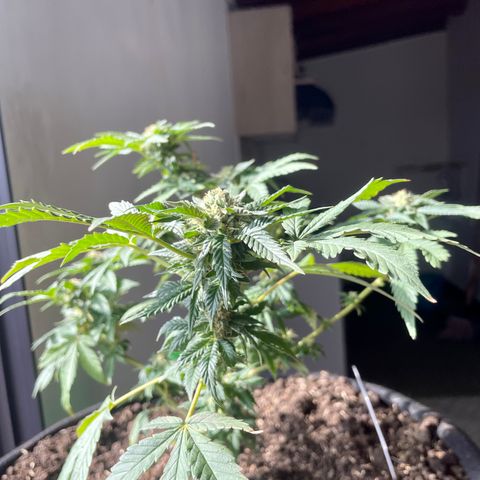 Biscotti Mintz growlog timeline photo