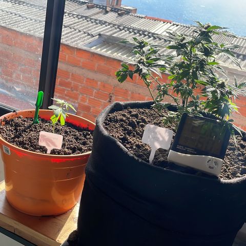 Biscotti Mintz growlog timeline photo