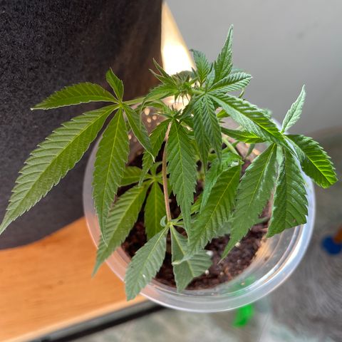 Shining candy  growlog timeline photo