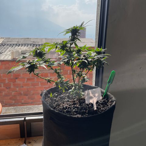 Biscotti Mintz growlog timeline photo