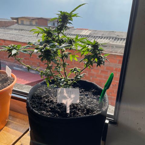 Biscotti Mintz growlog timeline photo