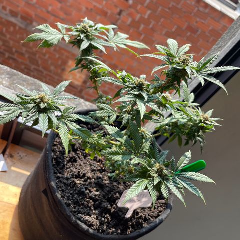 Biscotti Mintz growlog timeline photo