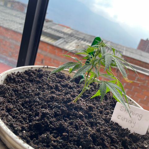 Shining candy  growlog timeline photo