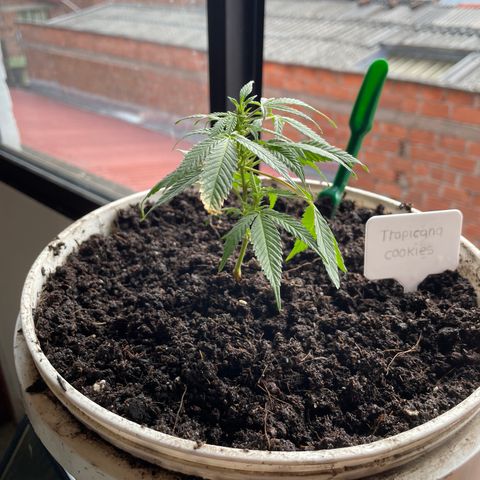 Shining candy  growlog timeline photo