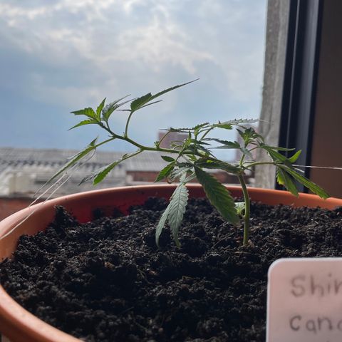 Tropicana Cookies Purple growlog timeline photo