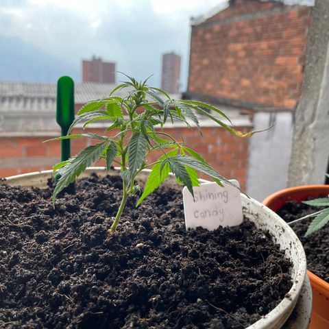 Shining candy  growlog timeline photo