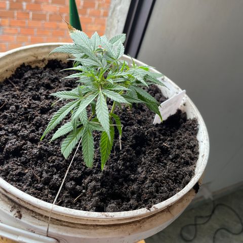 Shining candy  growlog timeline photo