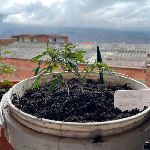 Shining candy  growlog timeline photo