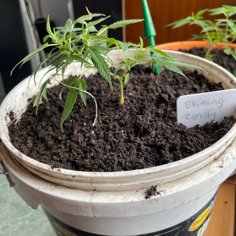 Shining candy  growlog timeline photo