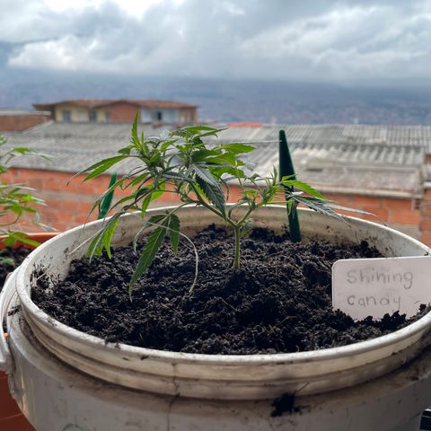 Shining candy  growlog timeline photo