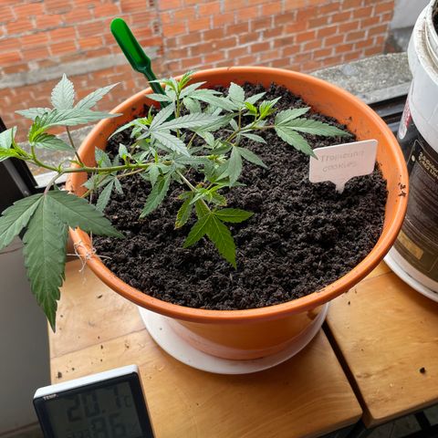 Tropicana Cookies Purple growlog timeline photo