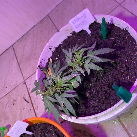 Shining candy  growlog timeline photo