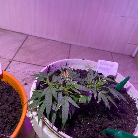 Shining candy  growlog timeline photo