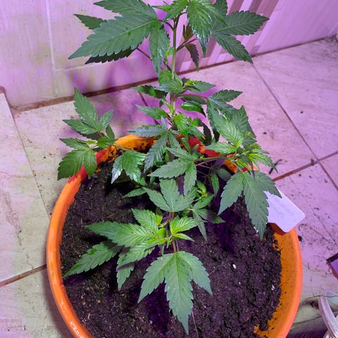 Tropicana Cookies Purple growlog timeline photo