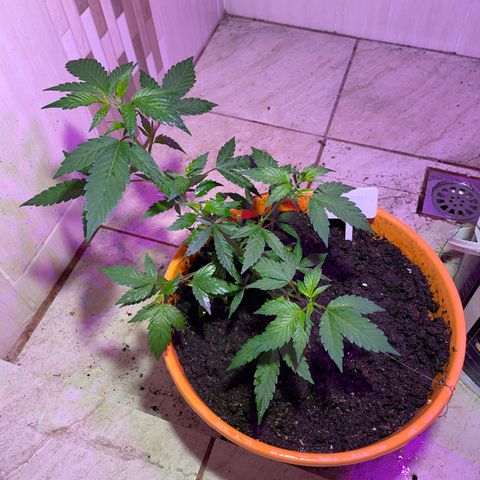 Tropicana Cookies Purple growlog timeline photo