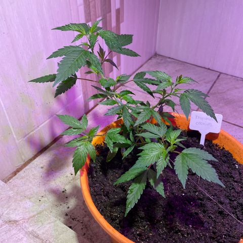 Tropicana Cookies Purple growlog timeline photo