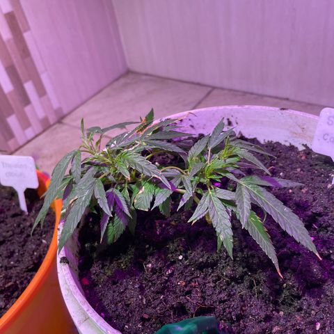 Shining candy  growlog timeline photo