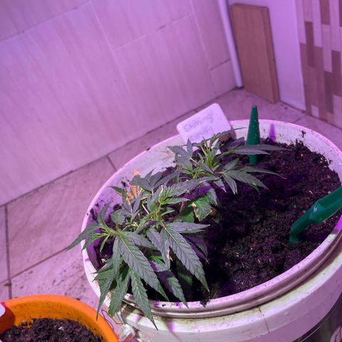 Shining candy  growlog timeline photo