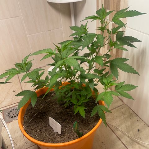 Tropicana Cookies Purple growlog timeline photo