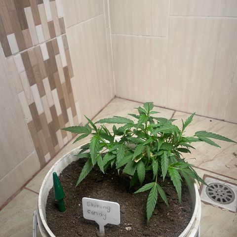 Shining candy  growlog timeline photo