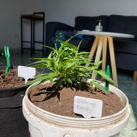 Shining candy  growlog timeline photo