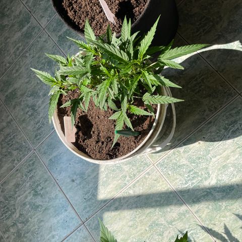 Shining candy  growlog timeline photo