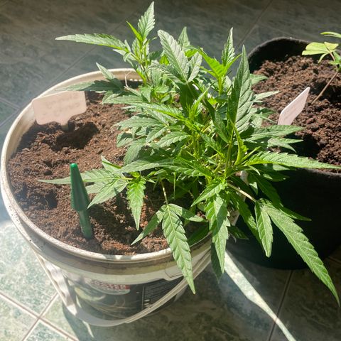 Shining candy  growlog timeline photo