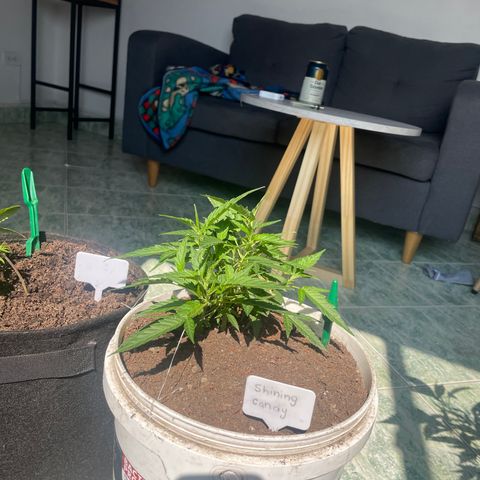 Shining candy  growlog timeline photo