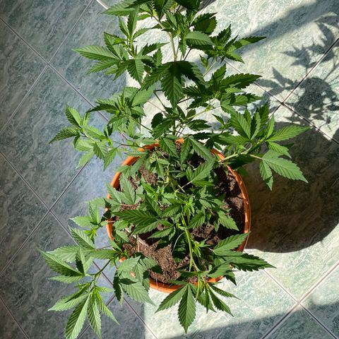 Tropicana Cookies Purple growlog timeline photo