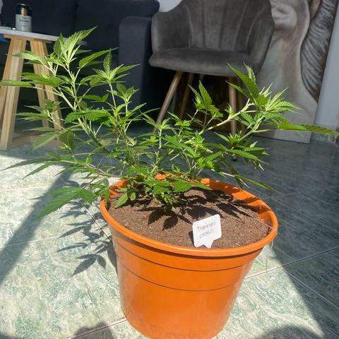 Tropicana Cookies Purple growlog timeline photo