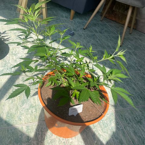 Tropicana Cookies Purple growlog timeline photo