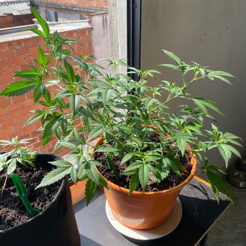 Tropicana Cookies Purple growlog timeline photo