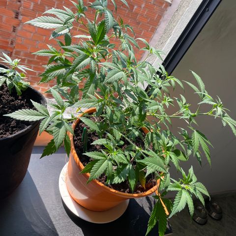 Tropicana Cookies Purple growlog timeline photo