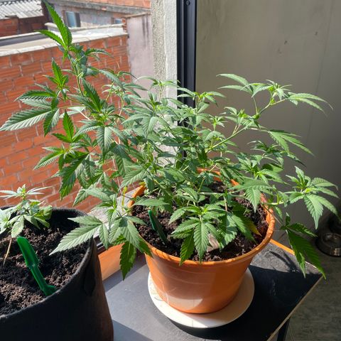Tropicana Cookies Purple growlog timeline photo