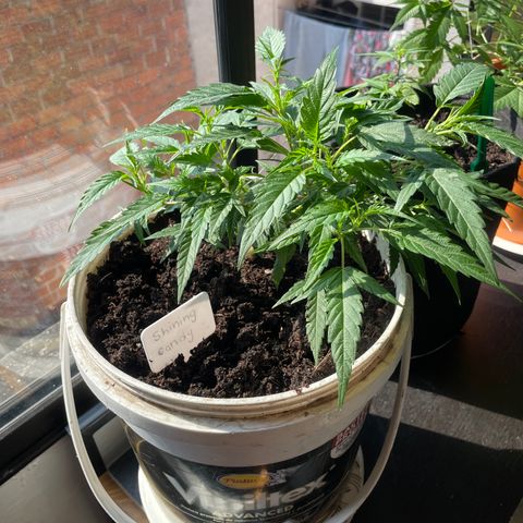 Shining candy  growlog timeline photo
