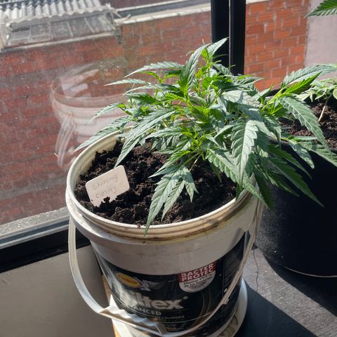 Shining candy  growlog timeline photo