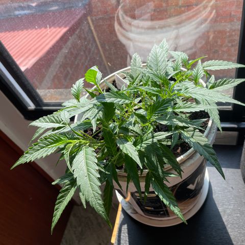 Shining candy  growlog timeline photo
