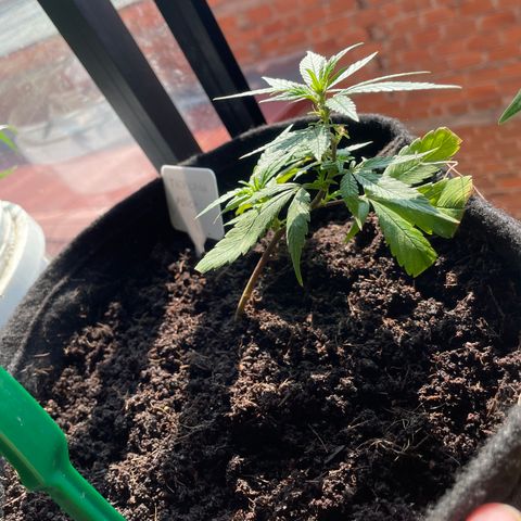 Purple Punch  growlog timeline photo